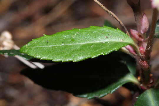 Image of pipsissewa