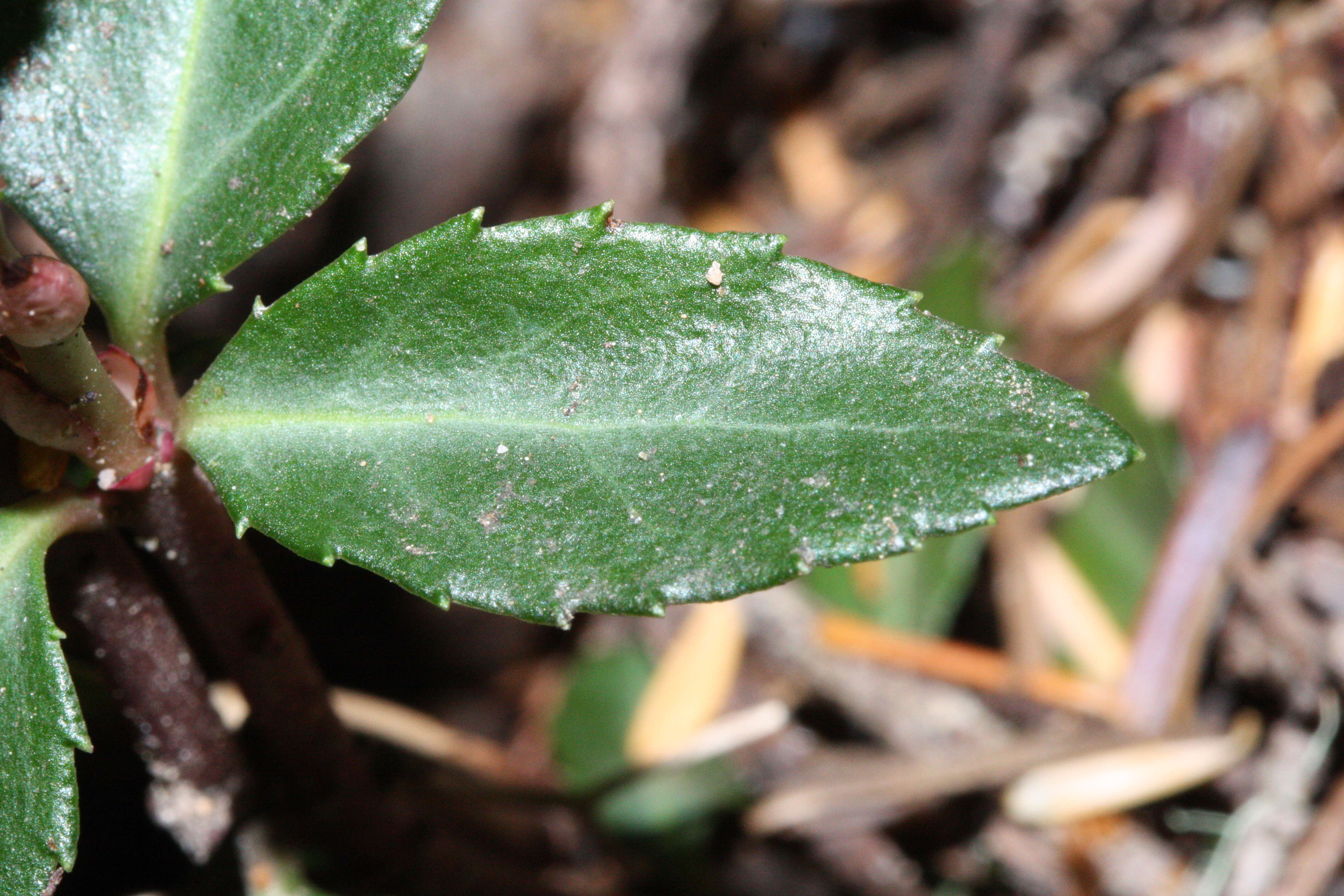 Image of pipsissewa