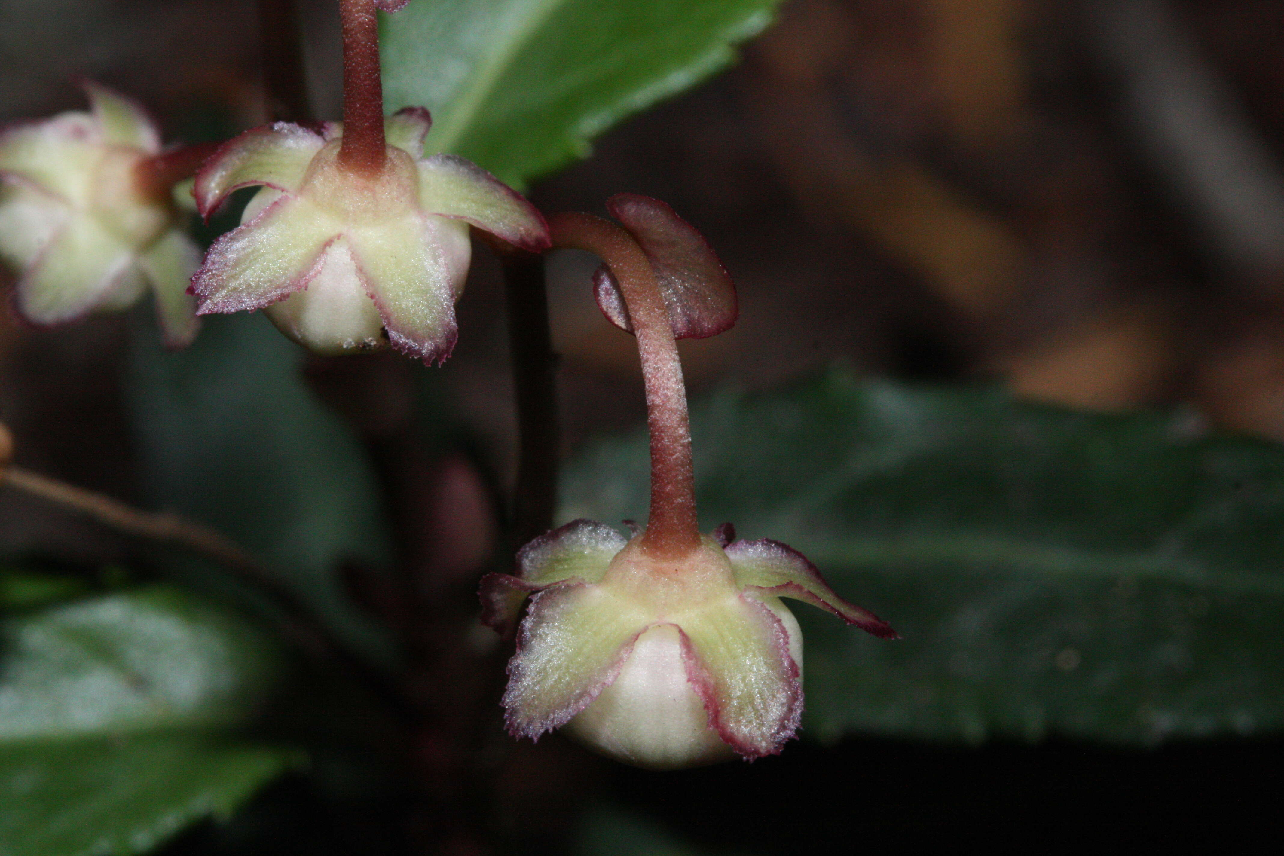 Image of pipsissewa