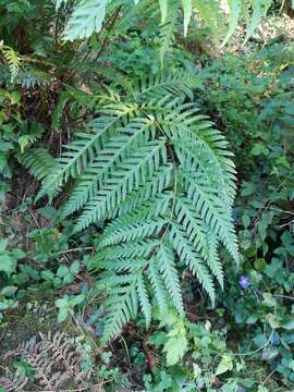 Image of Woodwardia spinulosa Mart. & Gal.