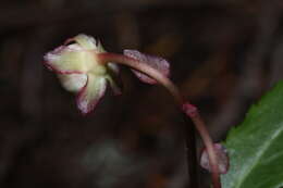 Image of pipsissewa