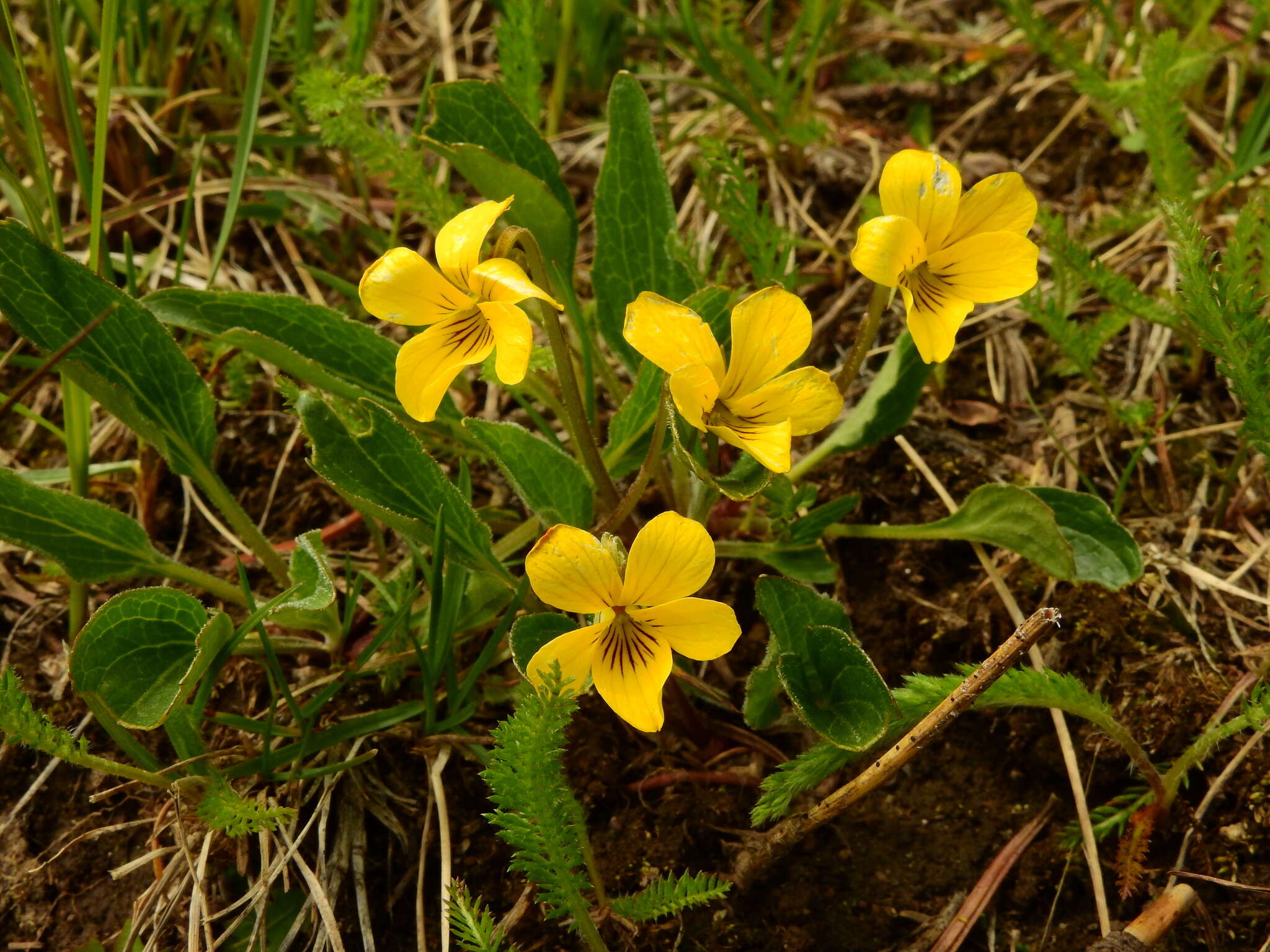 Image of canary violet