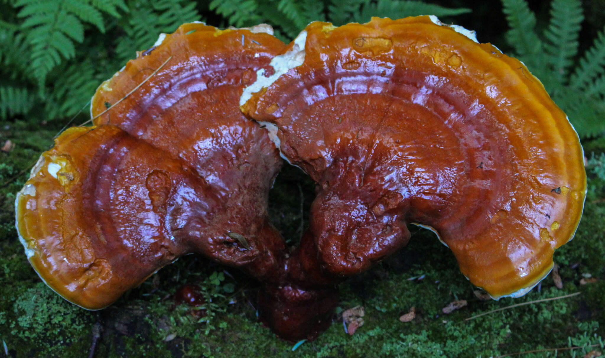 Image of Ganoderma tsugae Murrill 1902