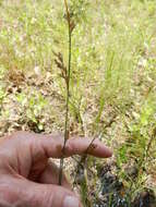 Image de Juncus interior Wiegand