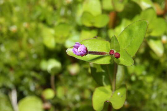 Image of pimpernel willowherb