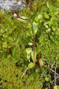 Image of willowherb