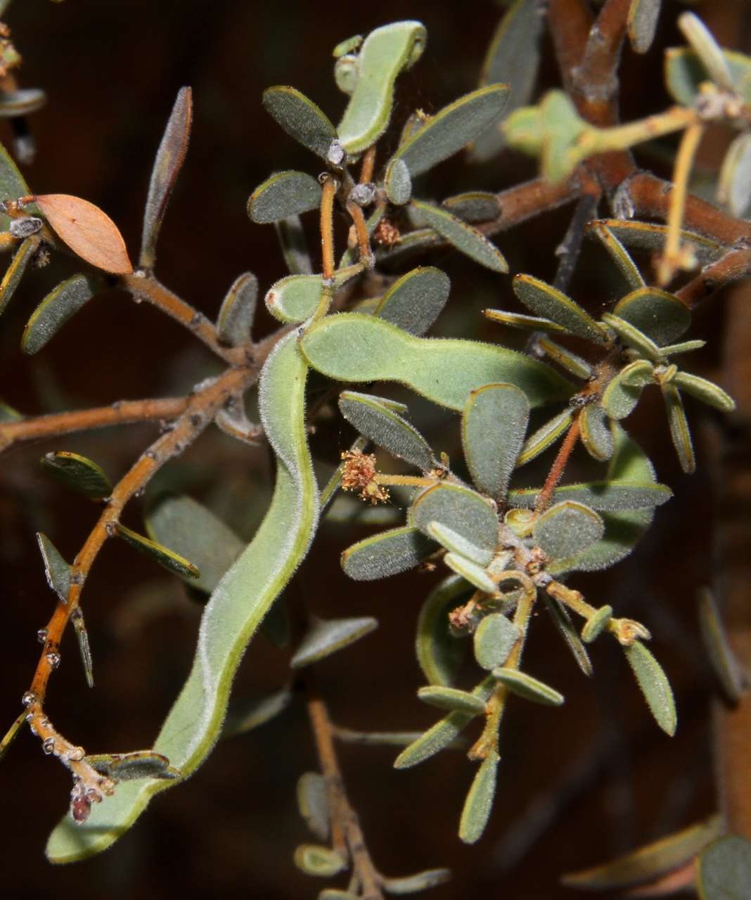 Image of gray mulga