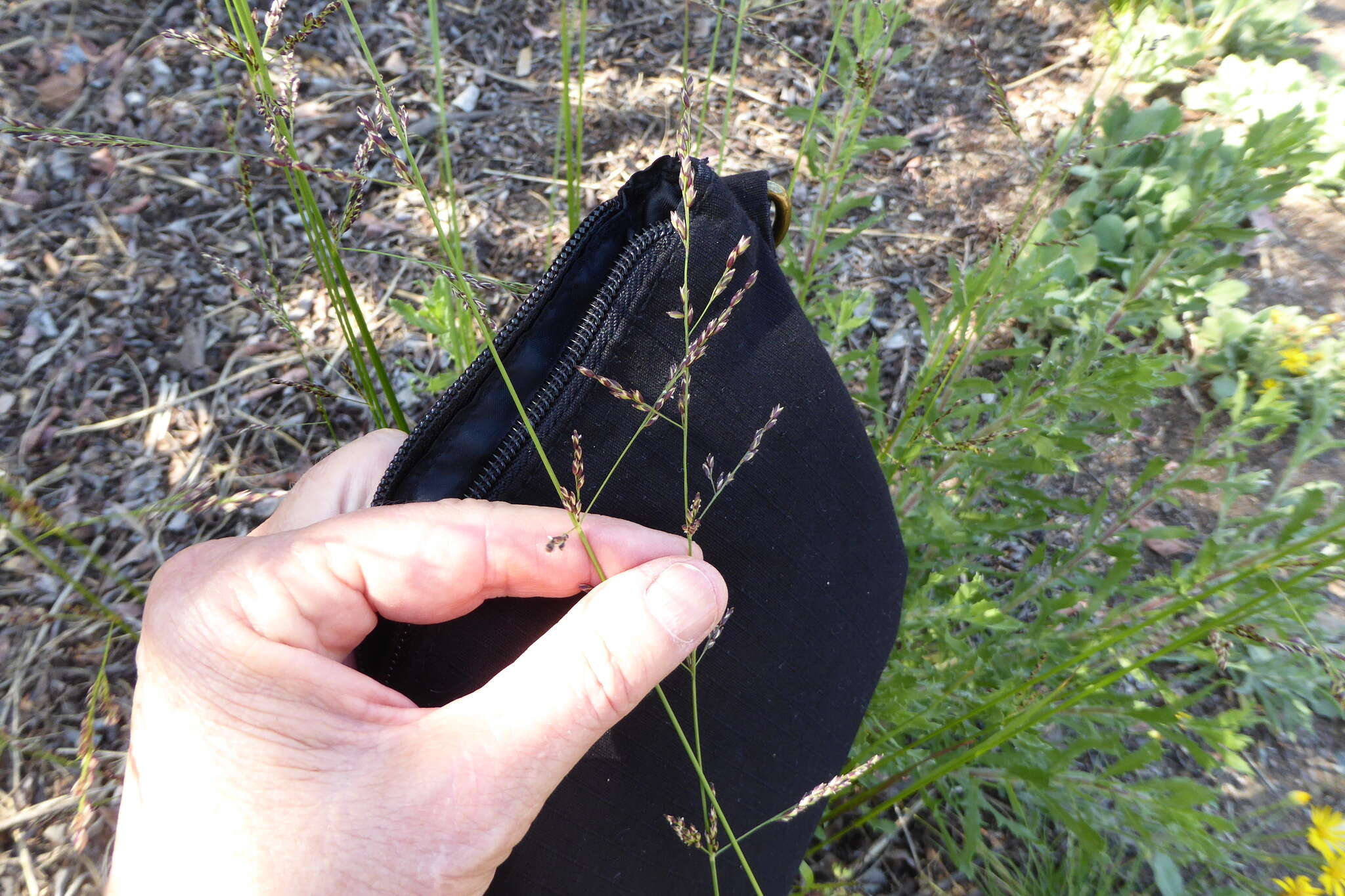 Image of smallflower melicgrass