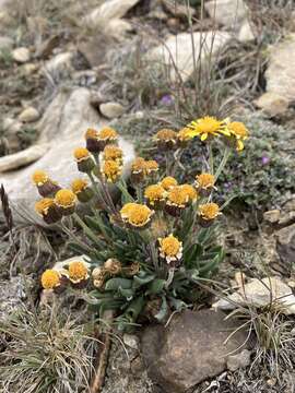 Image of hoary groundsel