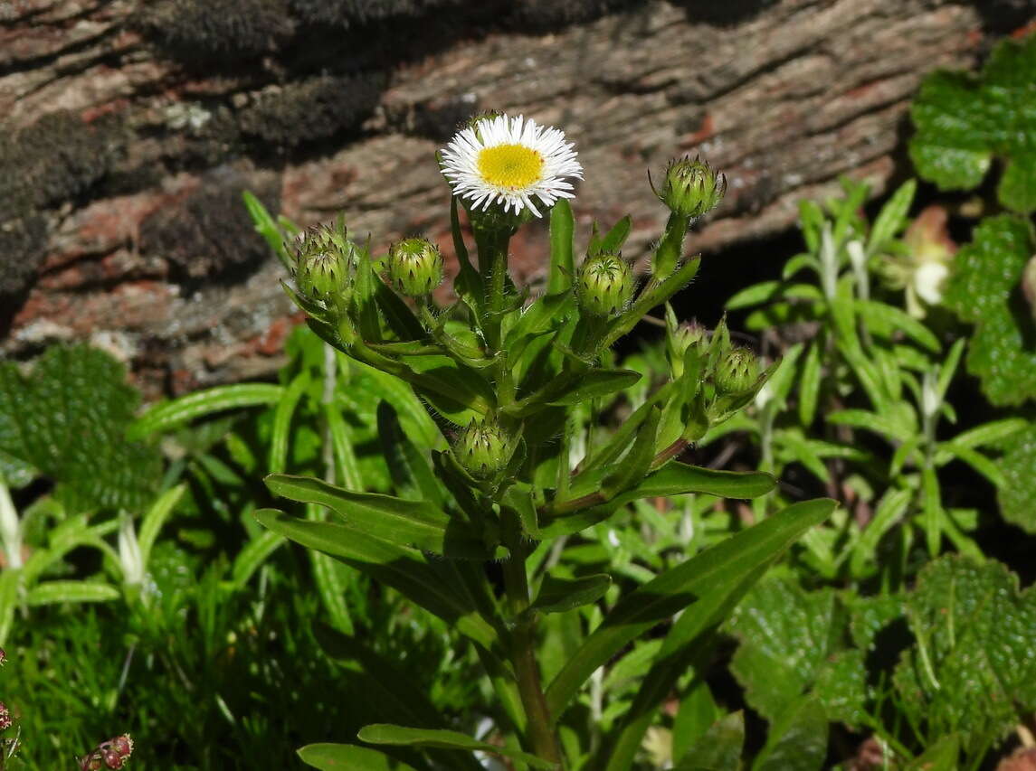 Слика од Erigeron morrisonensis Hayata