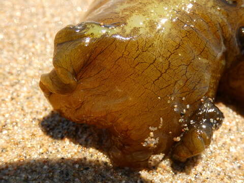 Image of banded sea hare