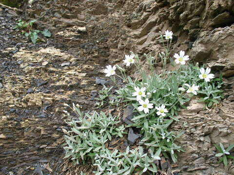 Image of Cerastium dagestanicum Schischk.