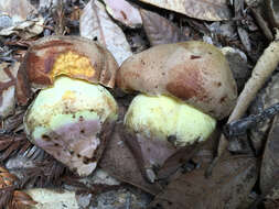 Image de Butyriboletus persolidus D. Arora & J. L. Frank 2014