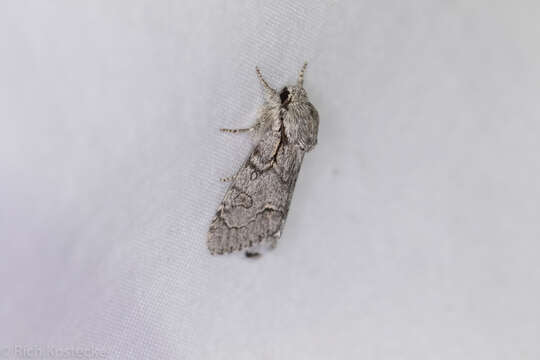 Acronicta tota Grote 1878 resmi