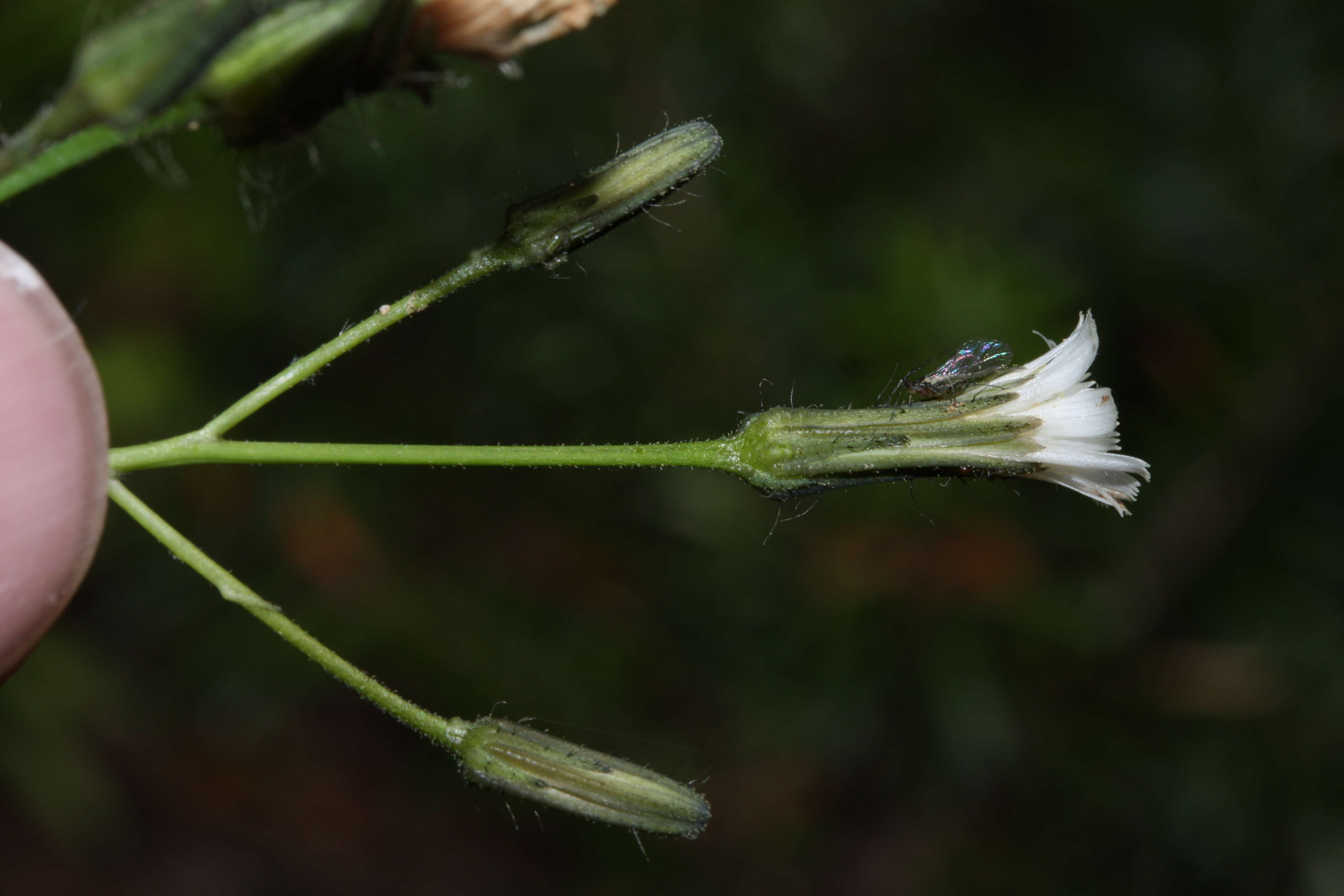 Image de Pilosella albiflora (Hook.) Sch. Bip.