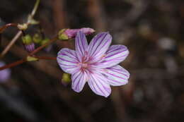 Image of Columbian lewisia