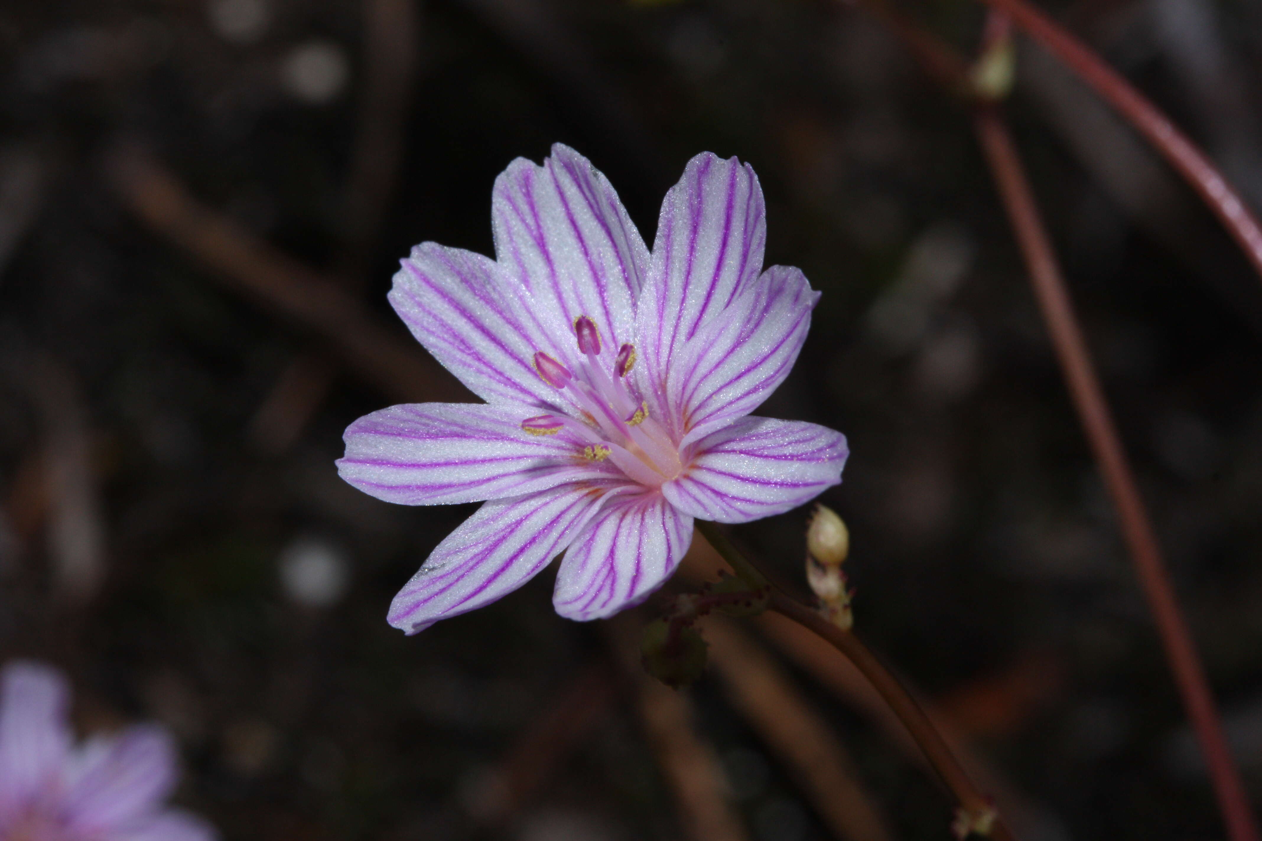 Image of Columbian lewisia