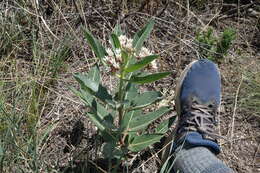 Image of Hall's milkweed