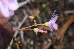 Image of Columbian lewisia