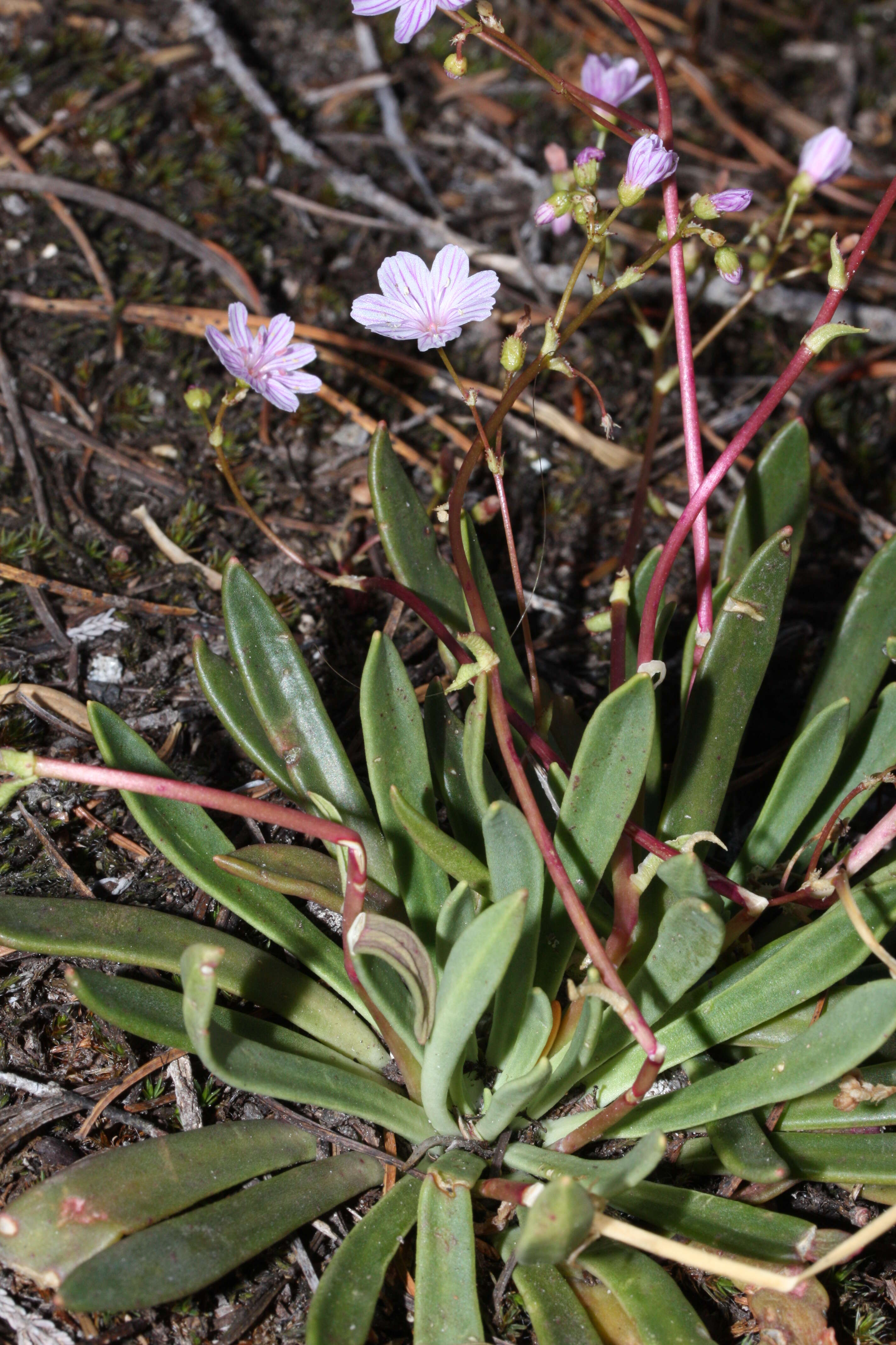 Image of Columbian lewisia