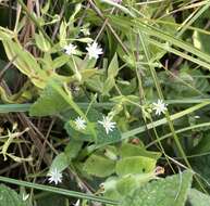 Image of beach starwort