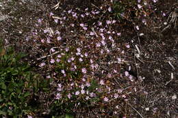 Image of Columbian lewisia