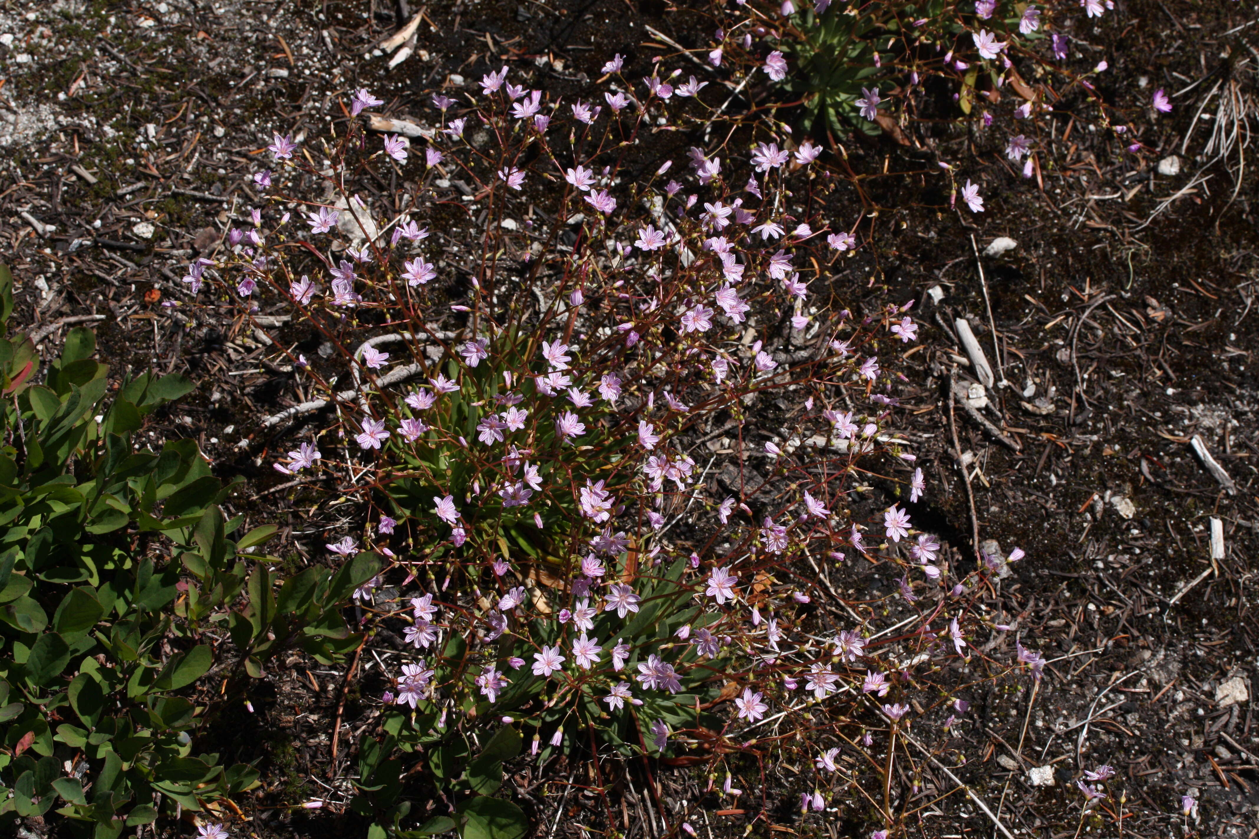 Image of Columbian lewisia