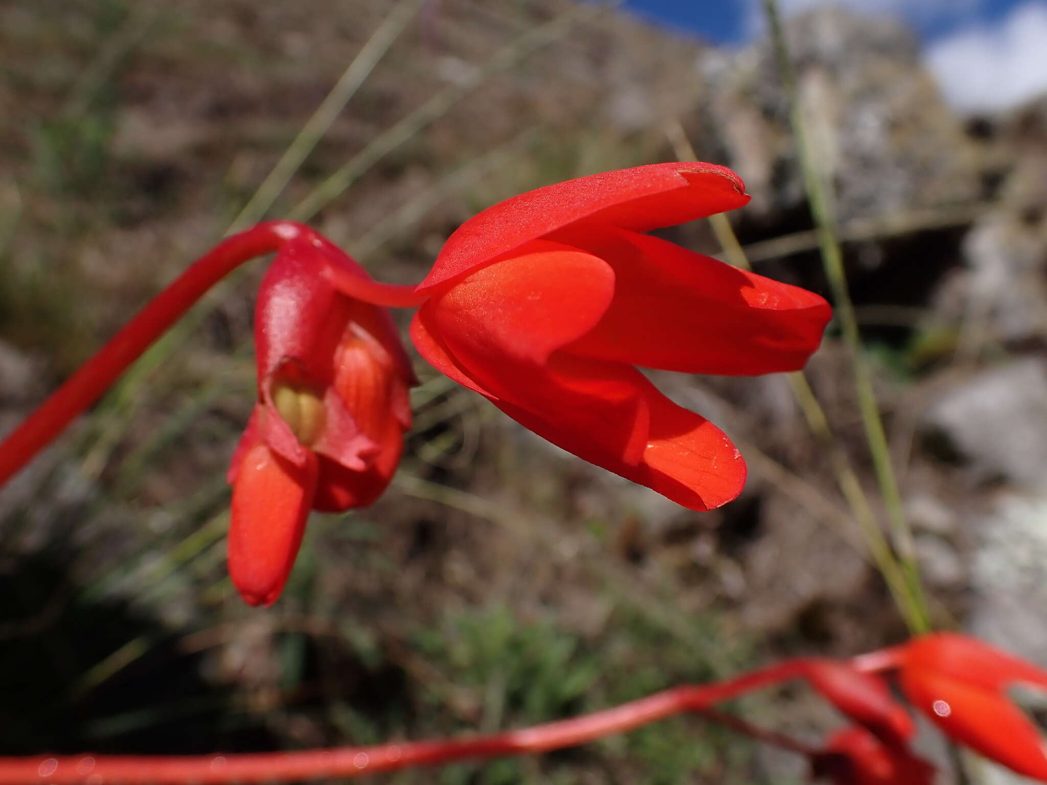 Image of Begonia