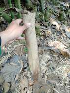 Image of Indian Thorny Bamboo