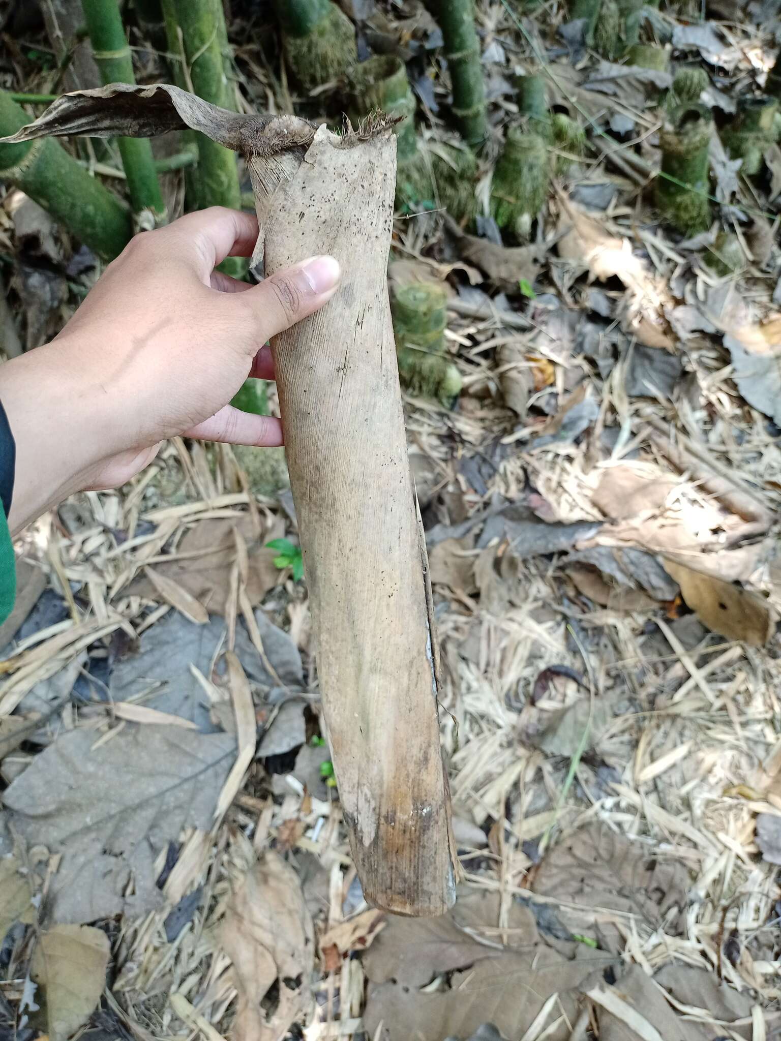 Image of Indian Thorny Bamboo