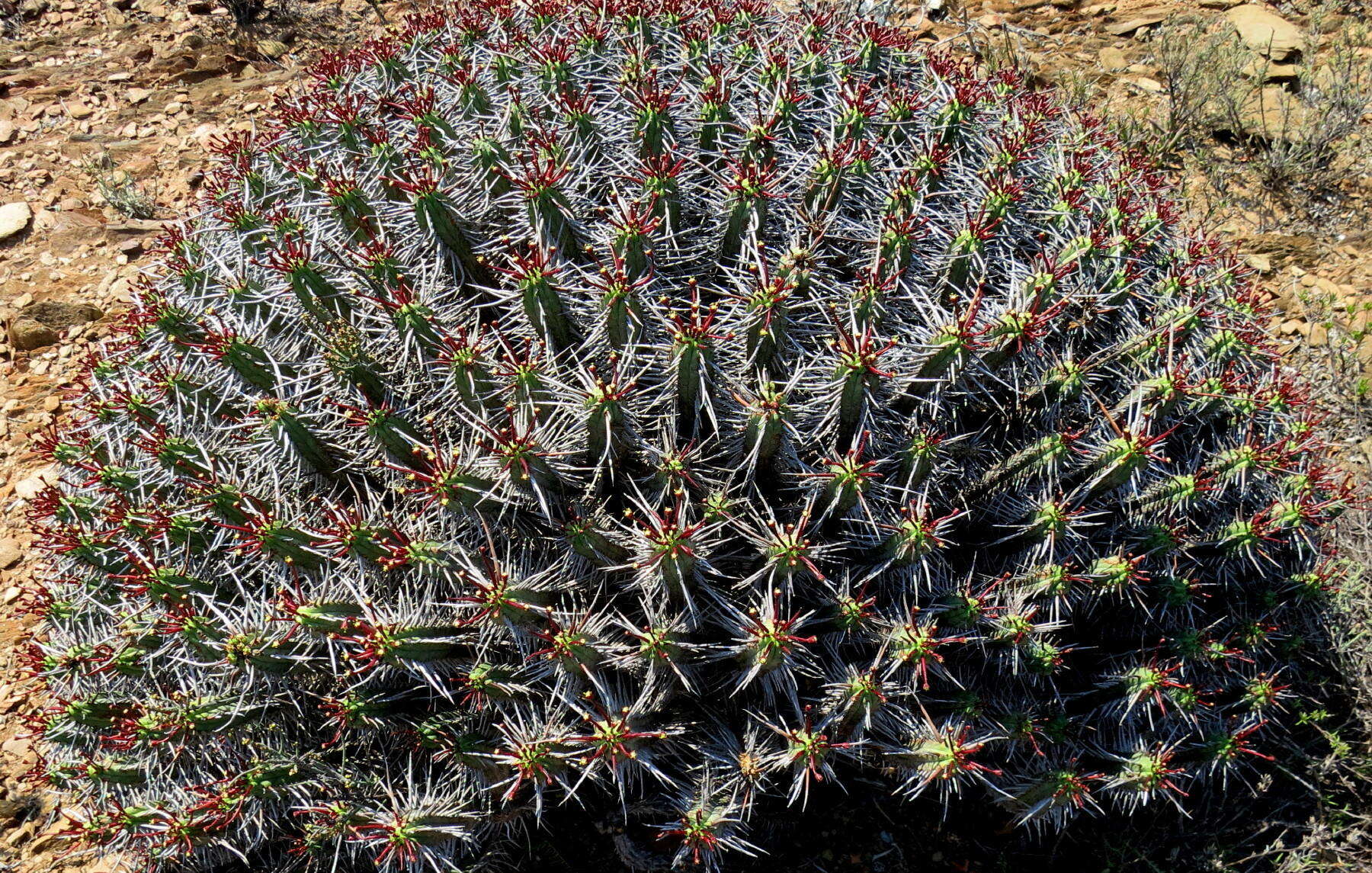 Image of Euphorbia heptagona L.
