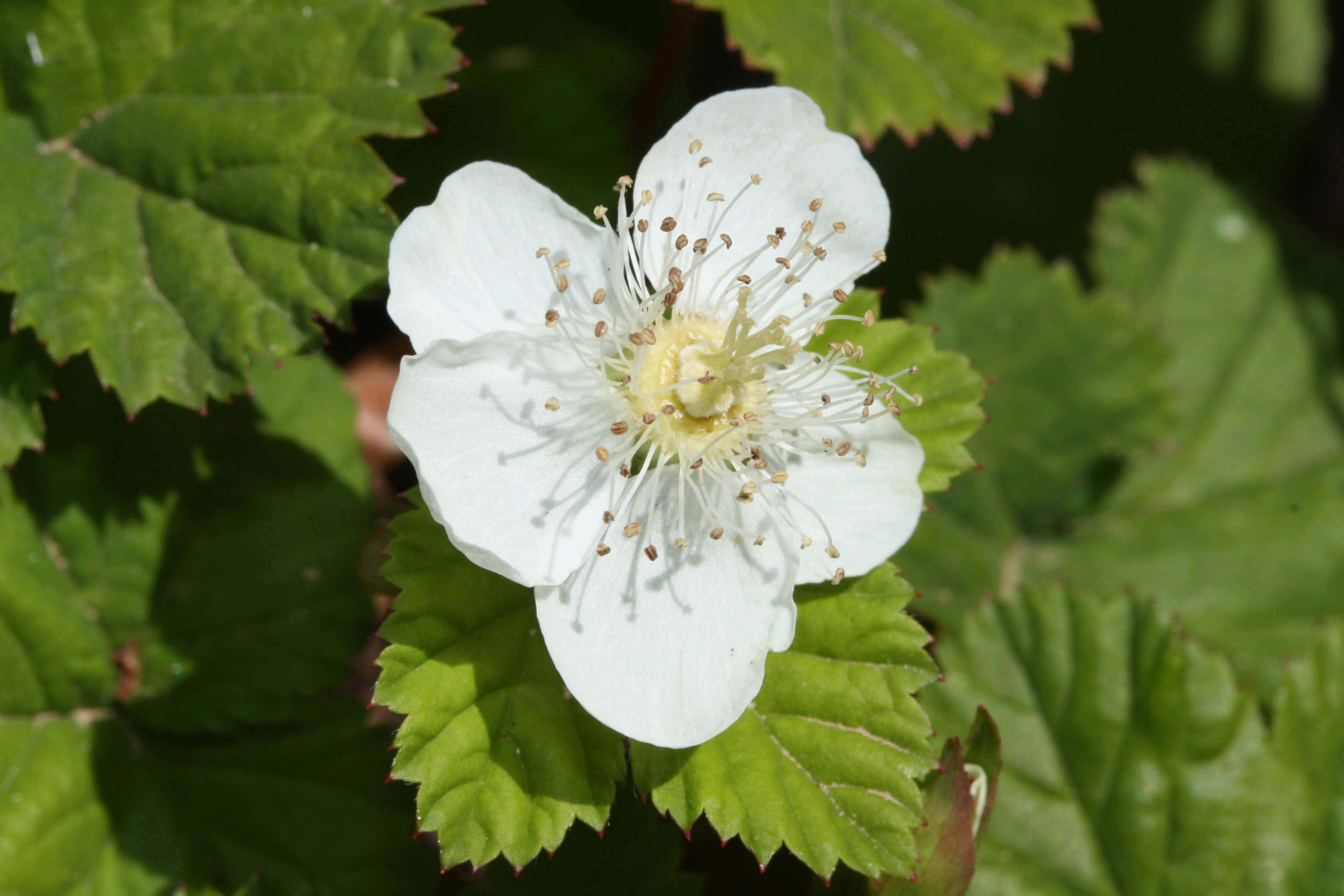 Image of roughfruit berry