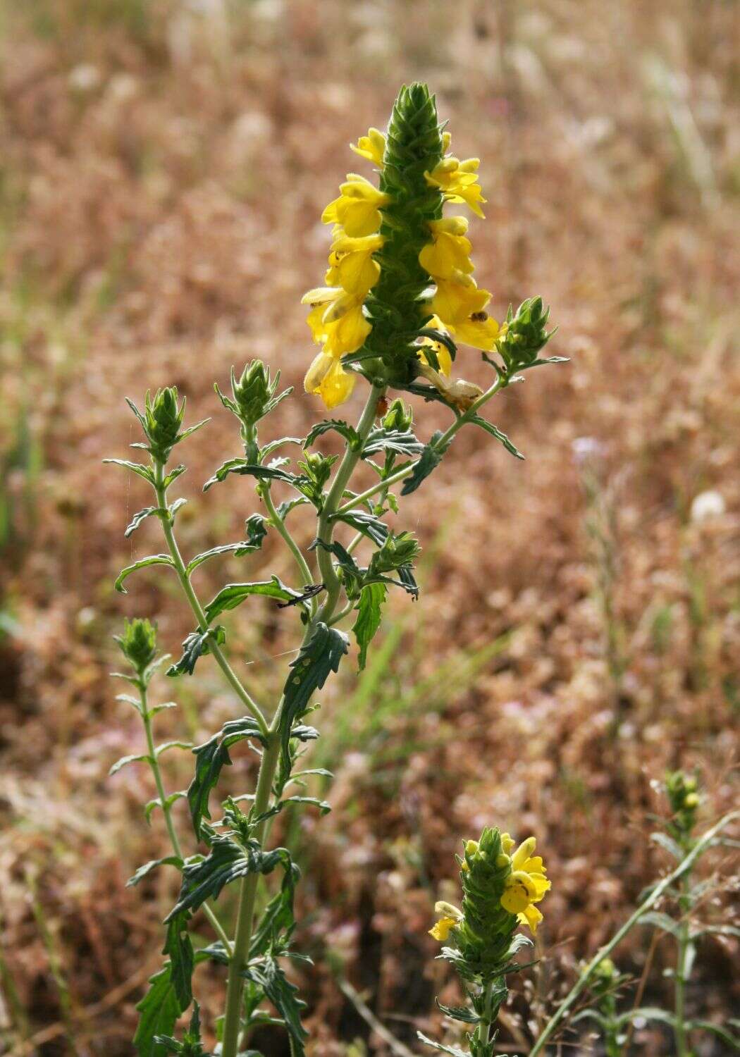 Image of Mediterranean lineseed