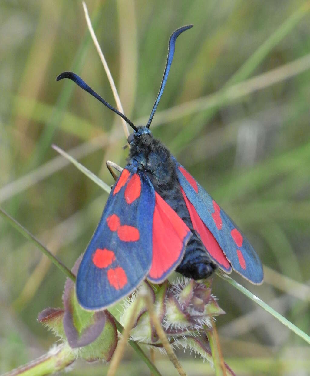 Image of six-spot burnet