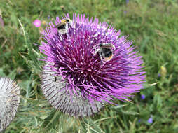 Image of woolly thistle