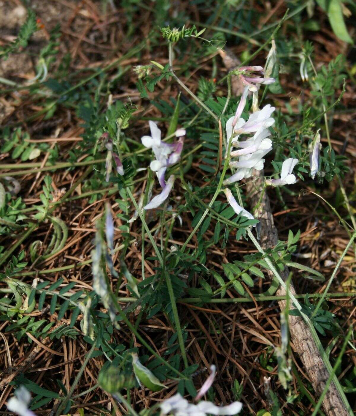 Image of fodder vetch