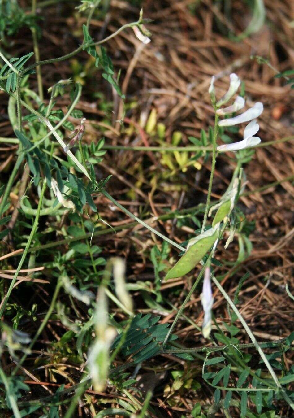 Image of fodder vetch