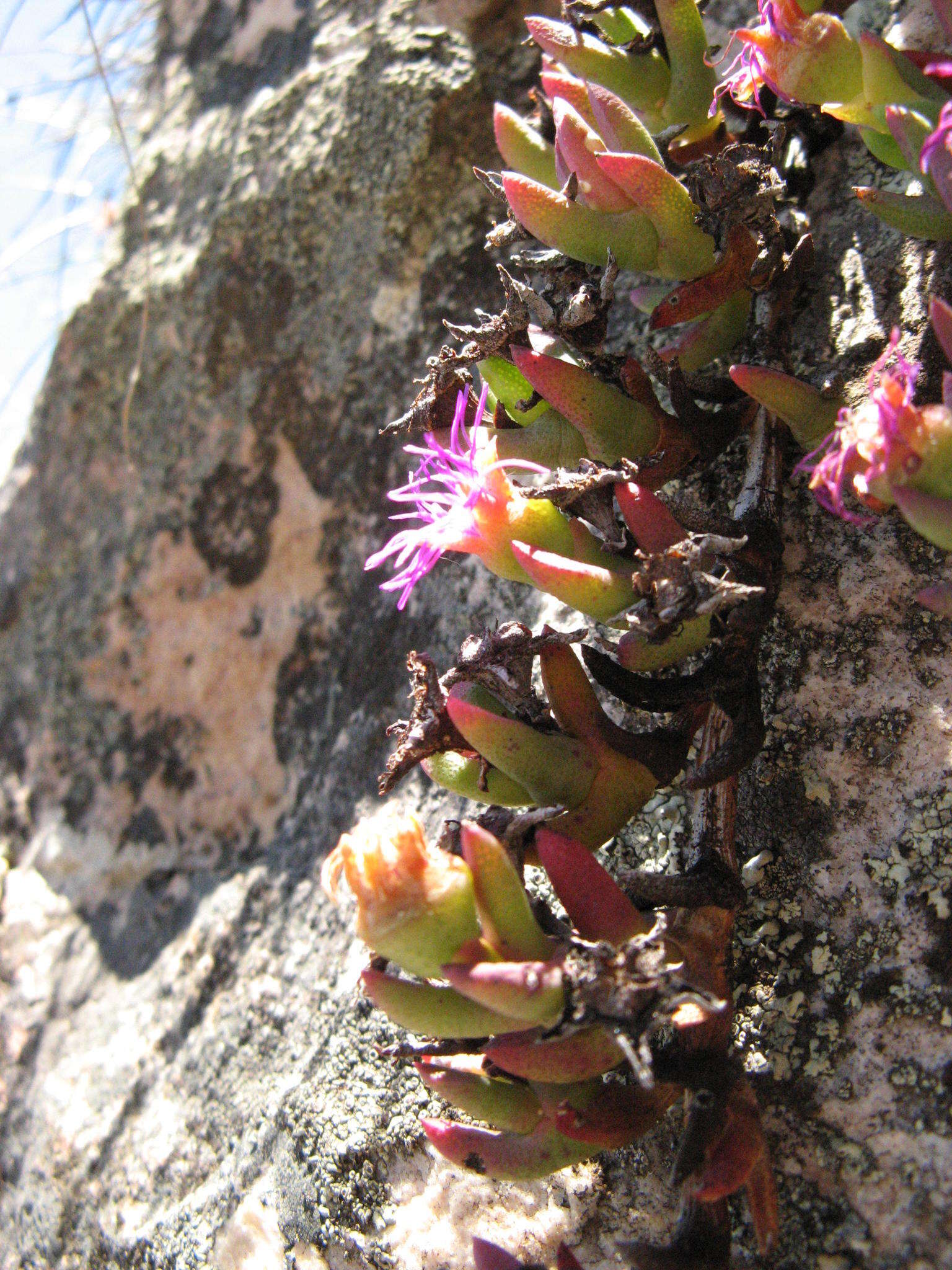 Imagem de Ruschia altigena (L. Bol.) L. Bol.