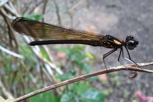 Imagem de Heliocypha bisignata (Hagen ex Selys 1853)