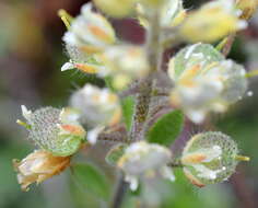 Image of Alyssum hirsutum M. Bieb.