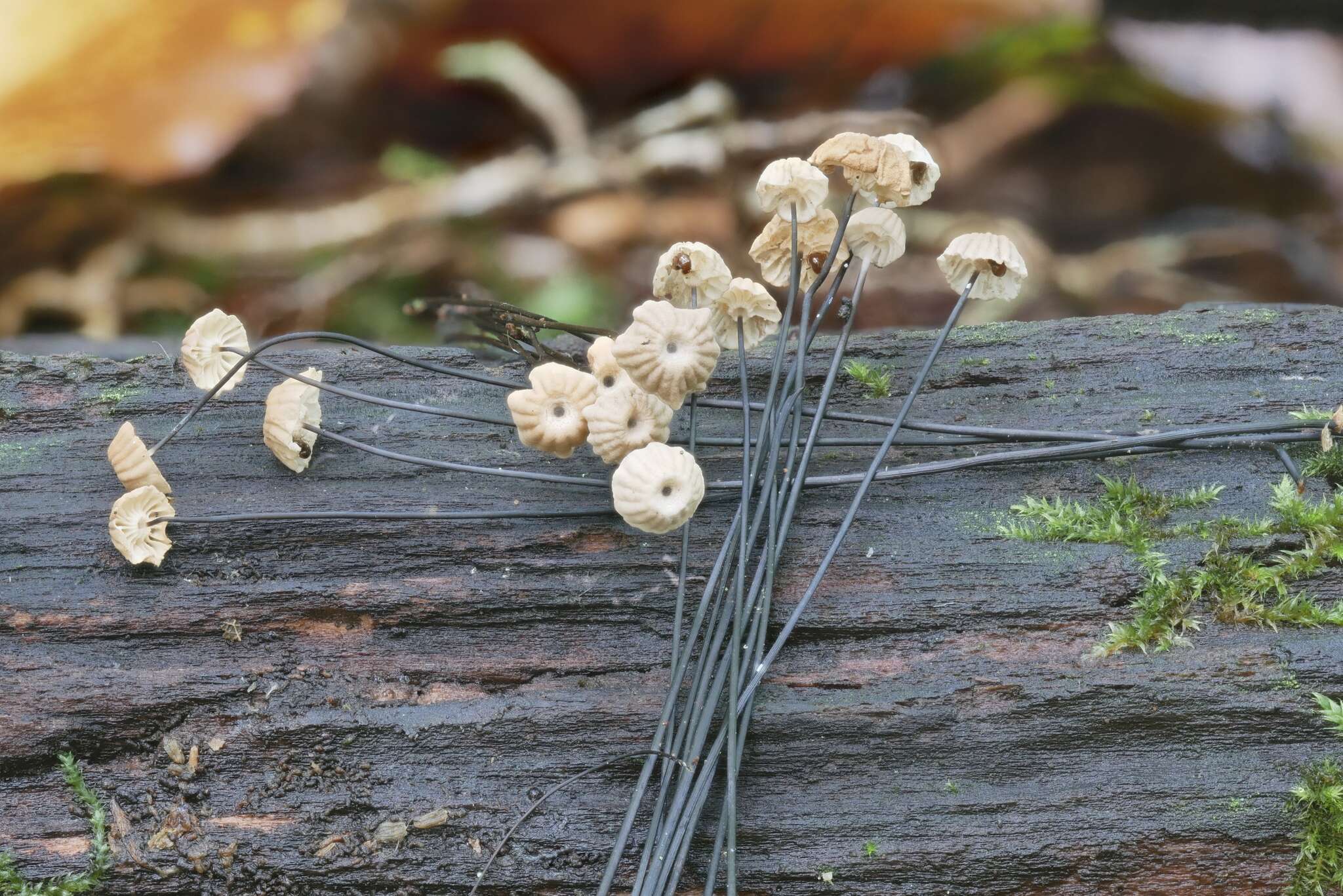 Imagem de Marasmius bulliardii Quél. 1878