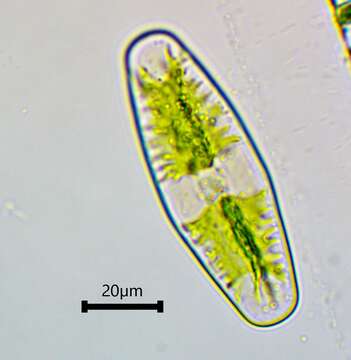 Image of Netrium (Naegeli) Itzigsohn & Rothe 1856