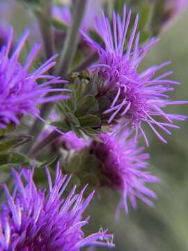 Image of Nieuwland's blazing star