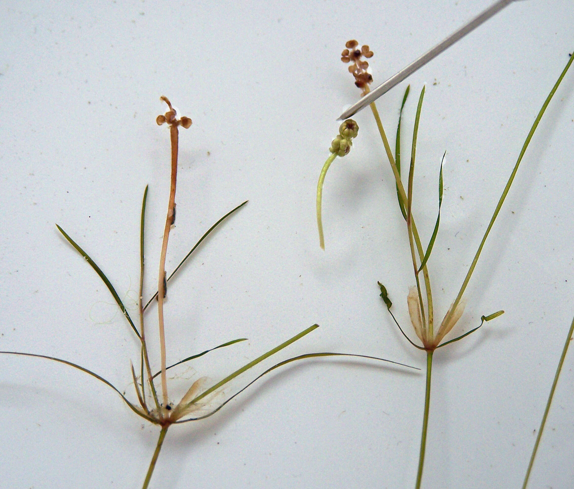 Image of Hairlike Pondweed