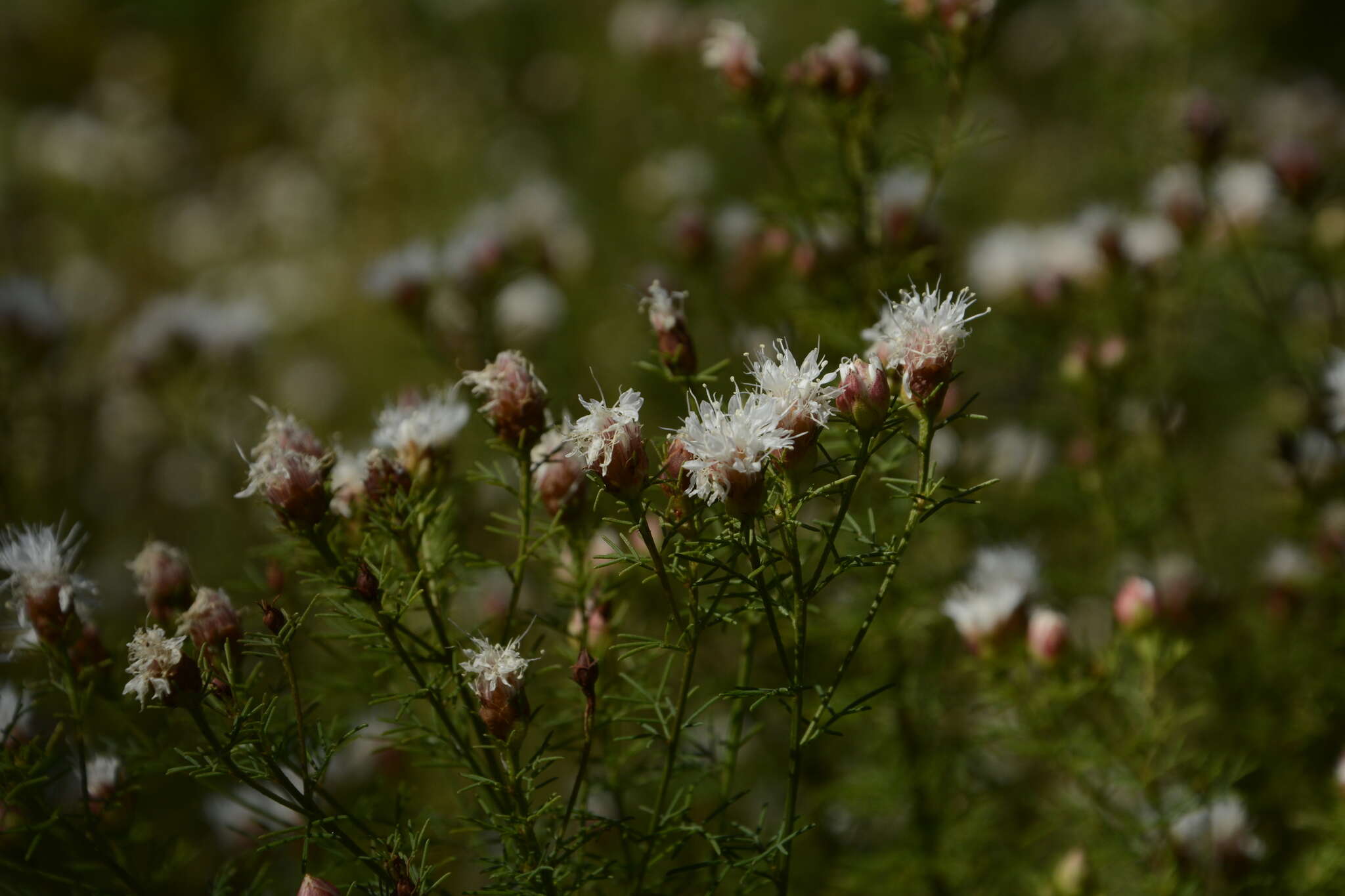 Image of summer farewell