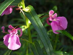 Impatiens chinensis L. resmi