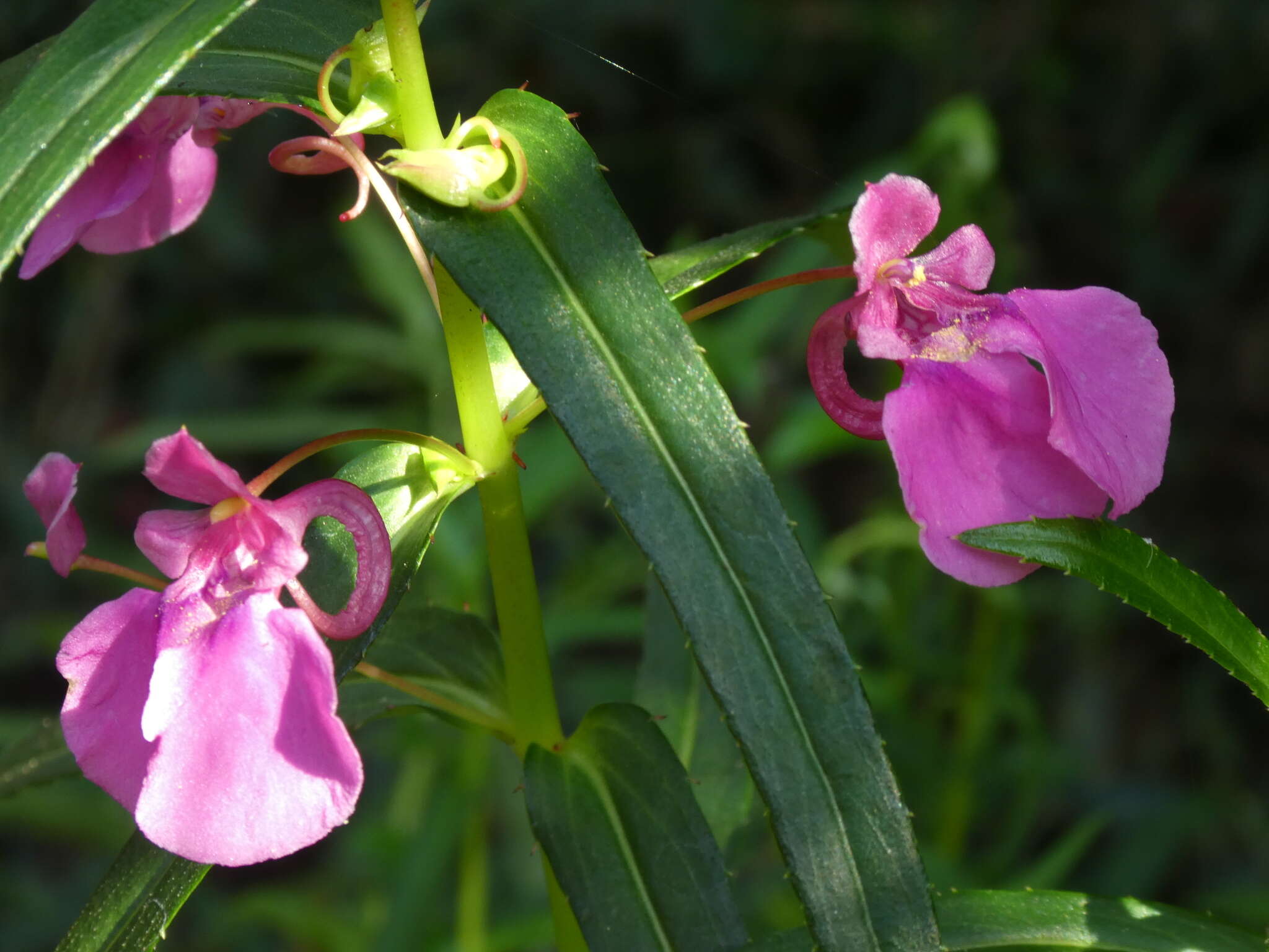 Impatiens chinensis L. resmi