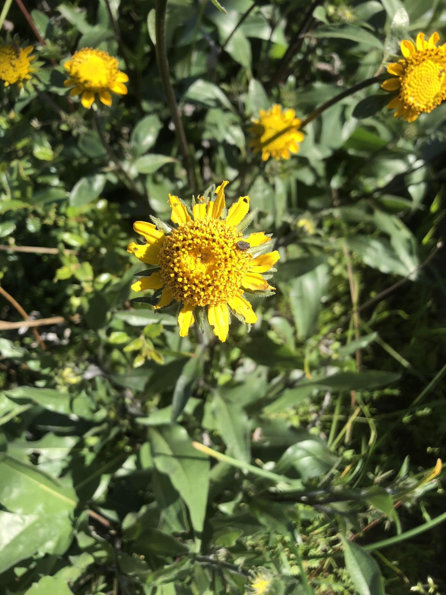 صورة Helianthella californica A. Gray