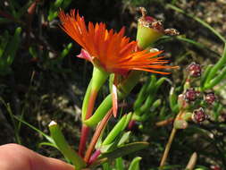 Image of Lampranthus aureus (L.) N. E. Br.