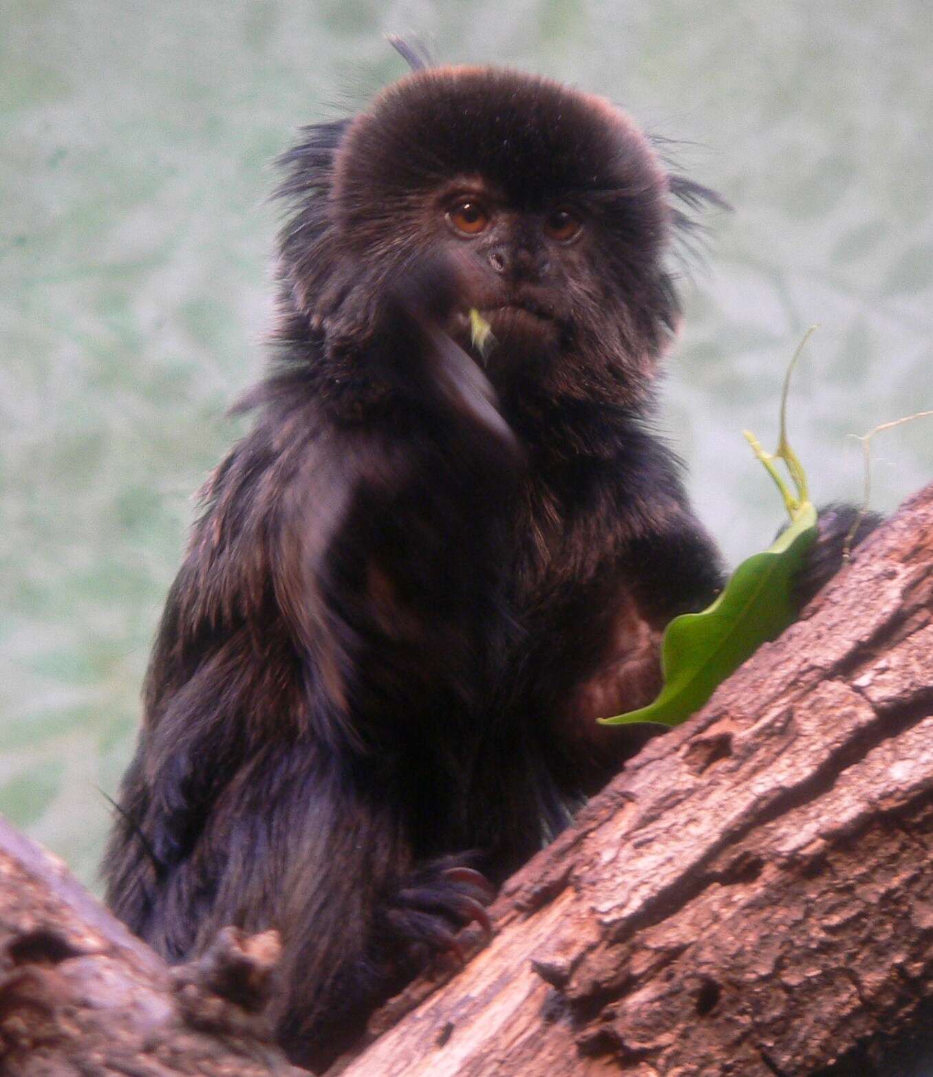 Goeldi's Marmoset (Callimico goeldii) · iNaturalist